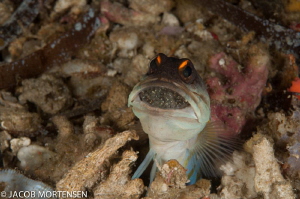 I found this fellow while guiding and as soon I got the c... by Jacob Mortensen 